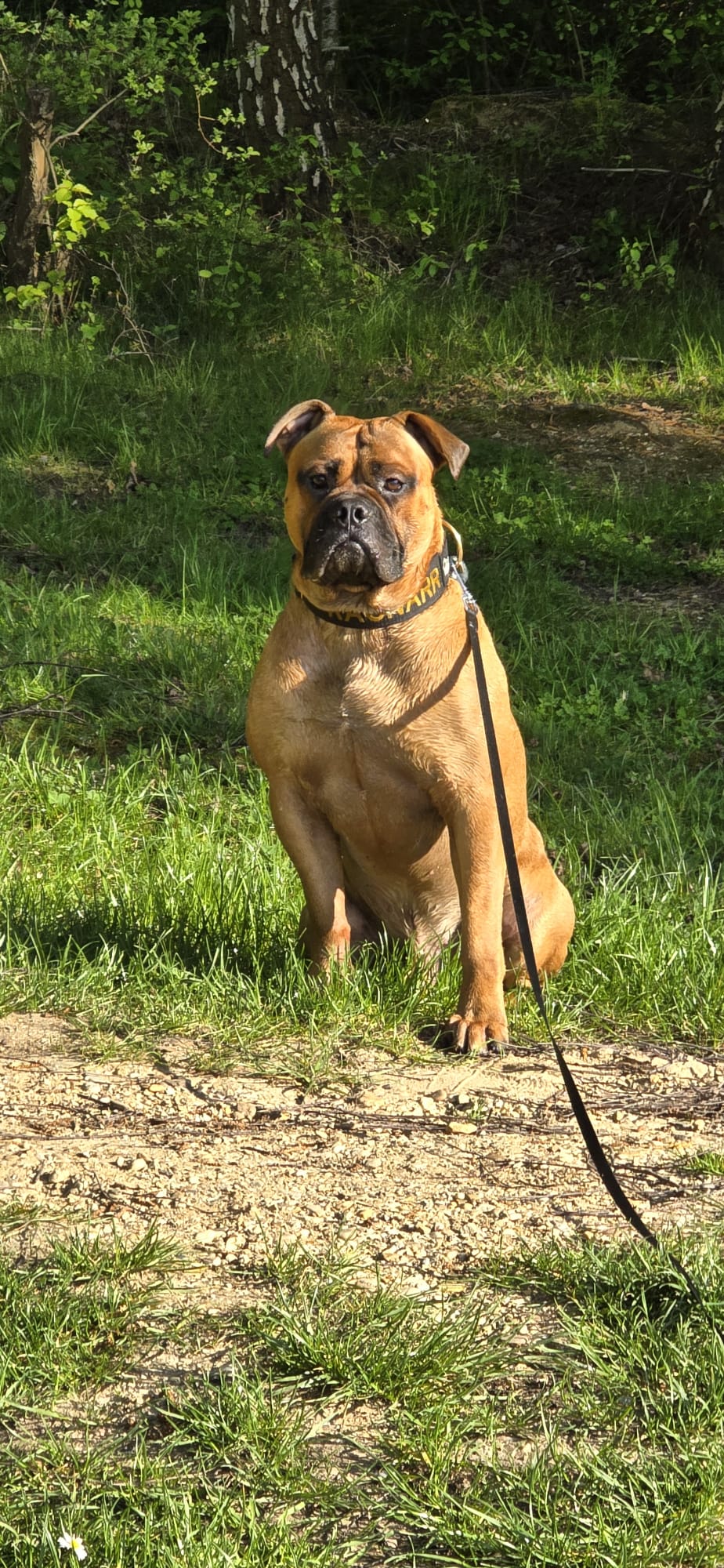 Zufriedener Hund im Gras