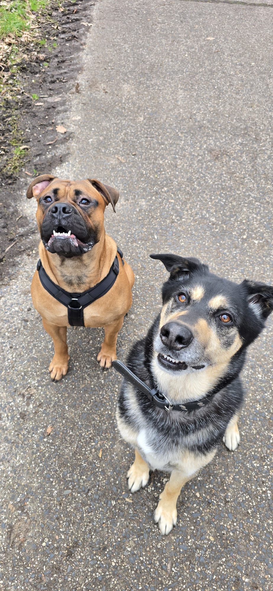 Zwei gepflegte Hunde auf einem Weg