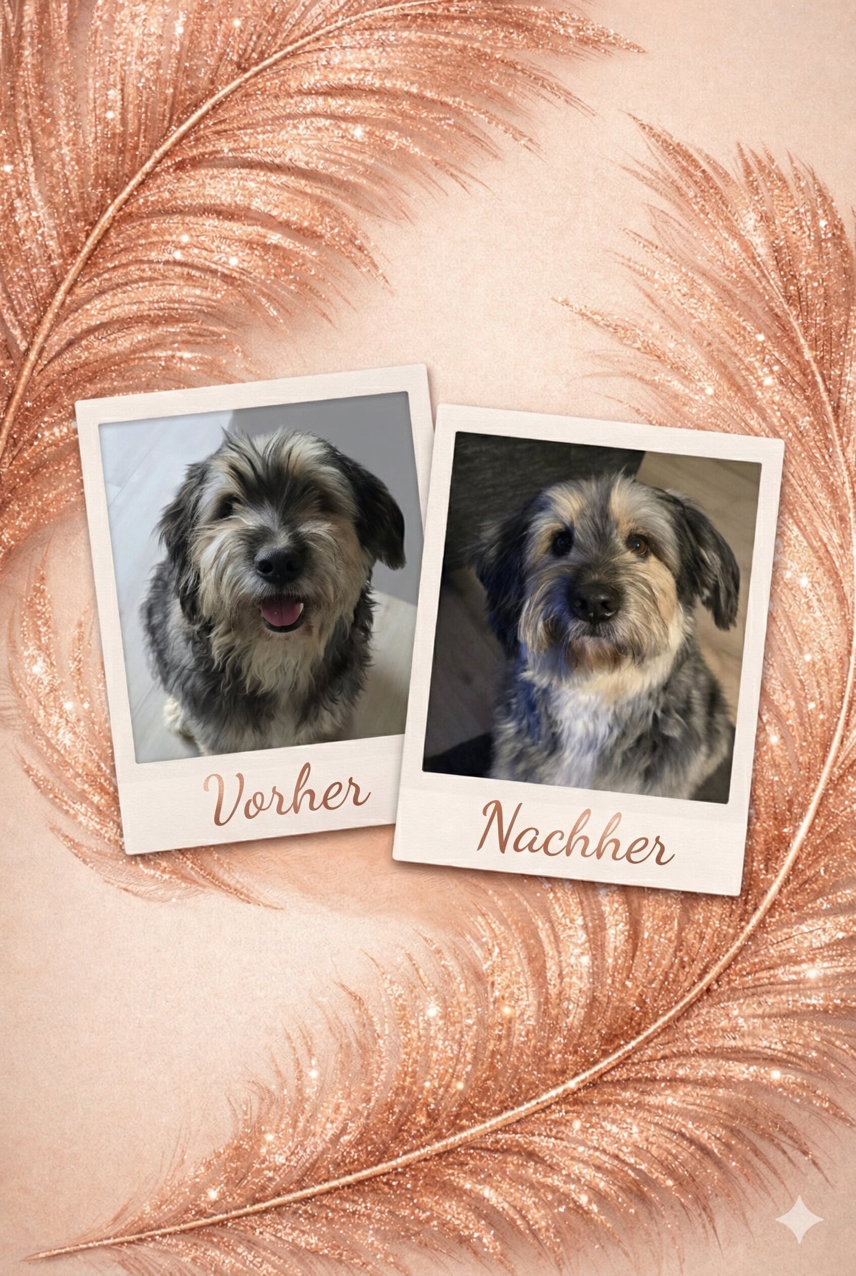 Vorher Nachher Ergebnis - Professionelle Hundefriseur