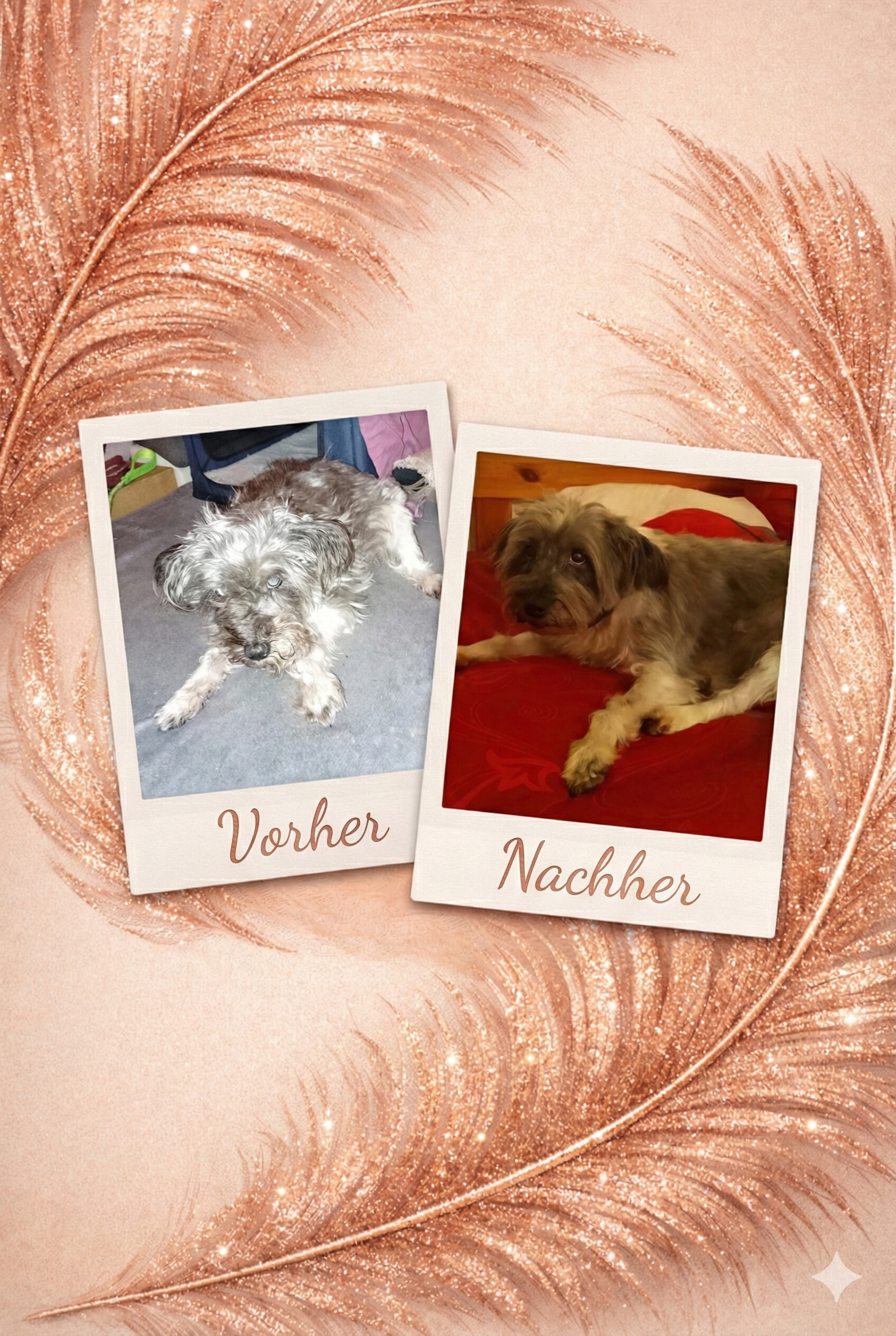 Hundesalon Düren - Glücklicher Hund nach dem Scheren