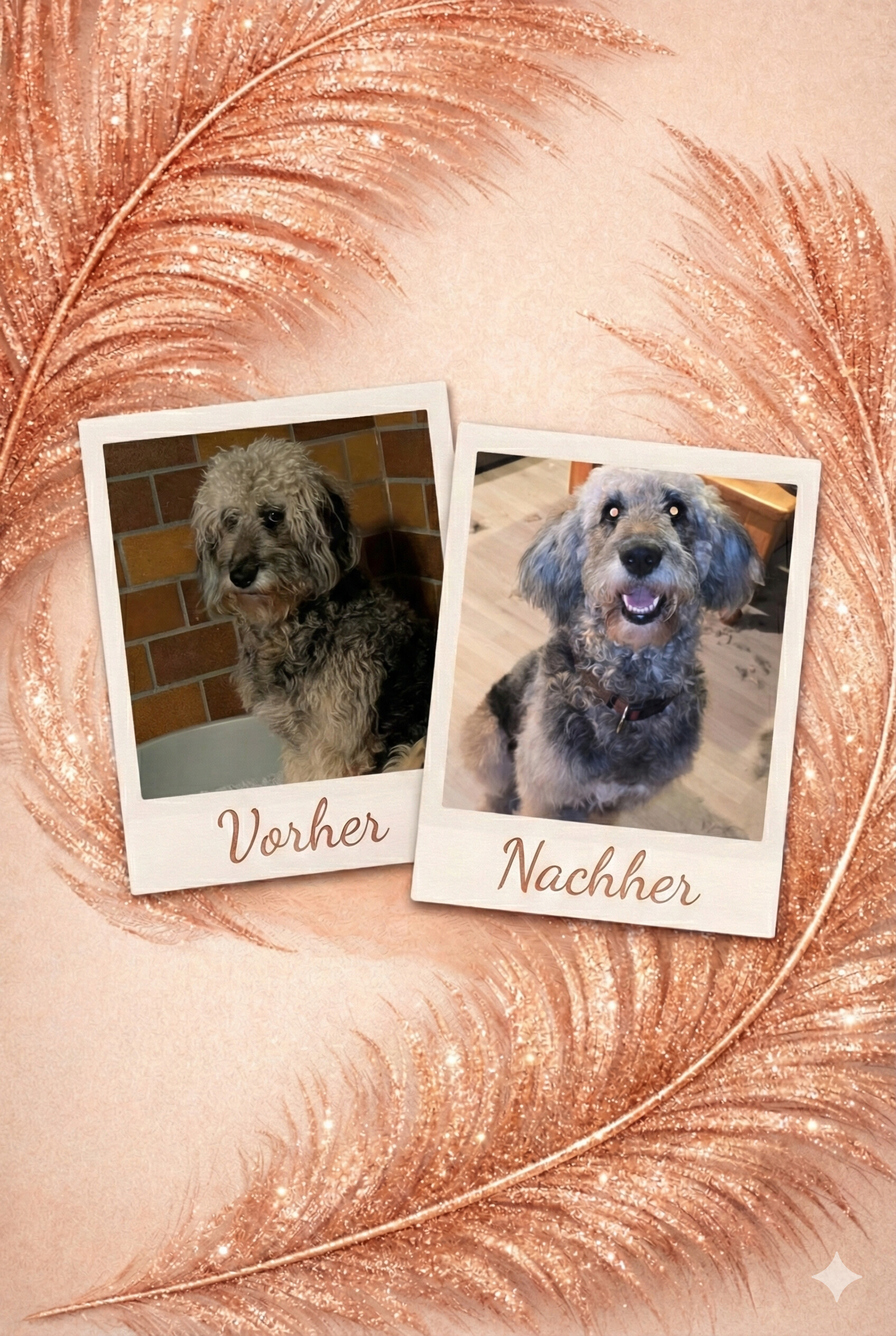 Fellpflege beim Hund - JOKA'S mobiler Hundefriseur