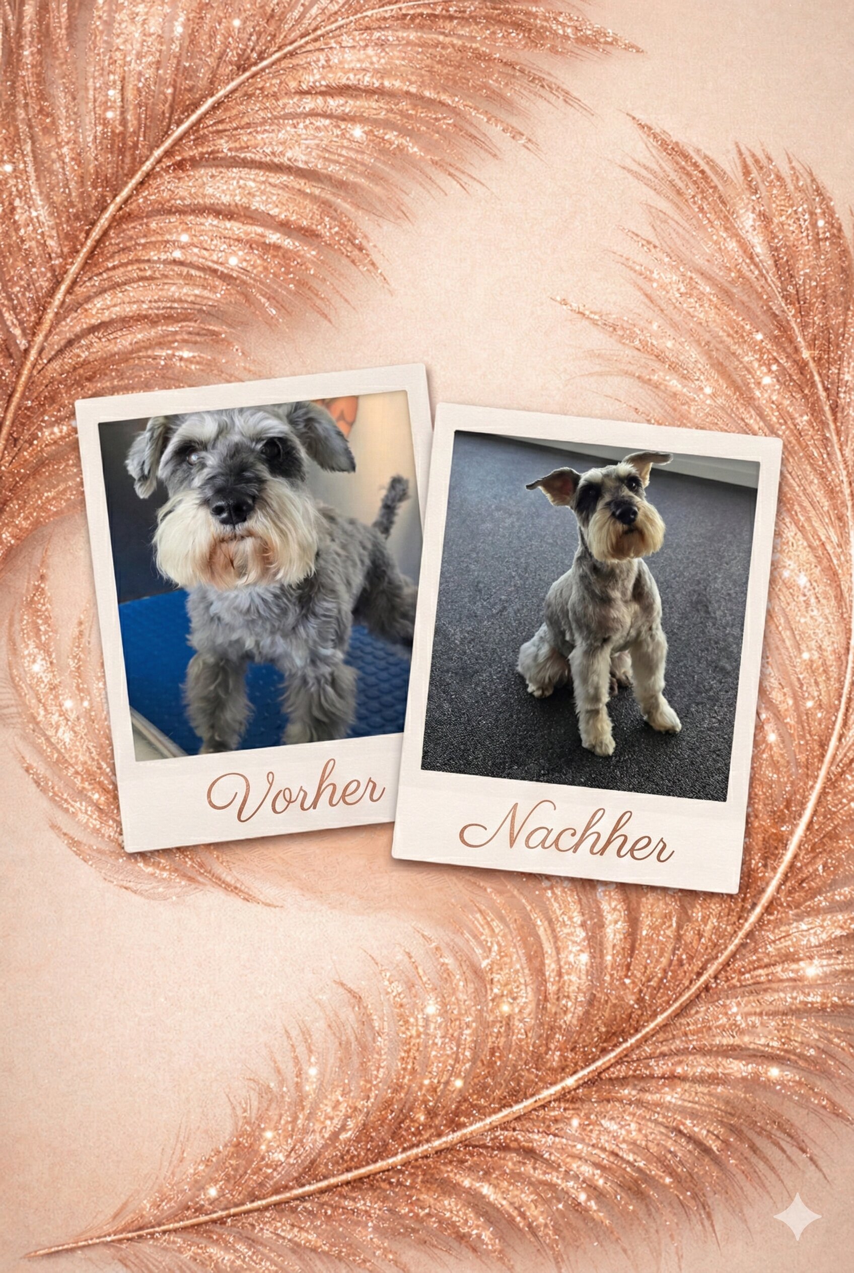 Vorher Nachher Ergebnis - Professionelle Hundefriseur